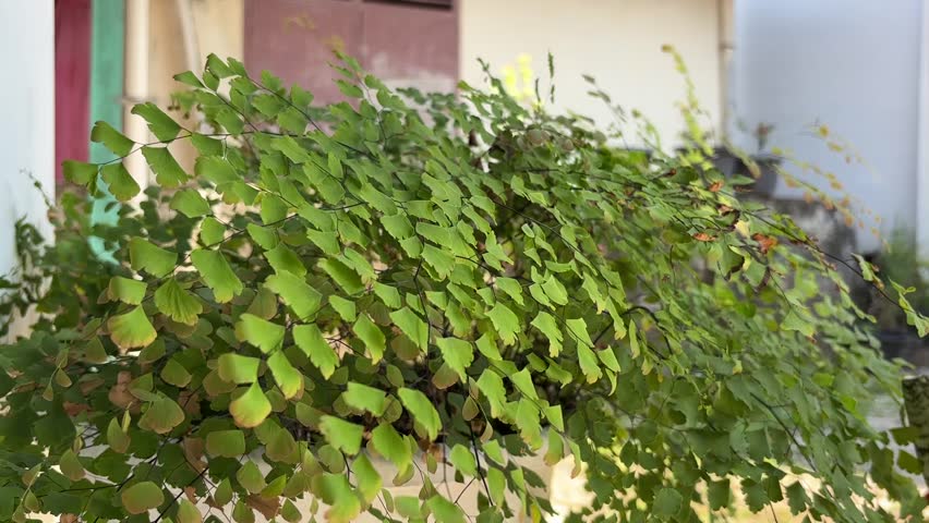 The beauty of the lush maidenhair fern (Adiantum) swaying in the gentle breeze.