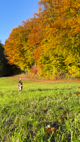 VERTICAL, SLOW MOTION: Playful dog runs through a sunny meadow carrying a toy, framed by brilliant golden autumn trees. Energetic dog on a walk through colourful countryside on a bright sunny day.