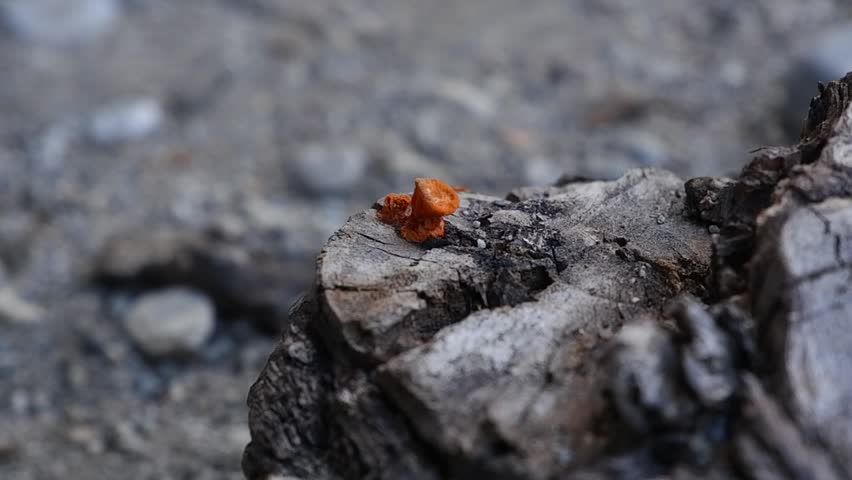 Tiny Orange Fungi on Old Tree Trunk