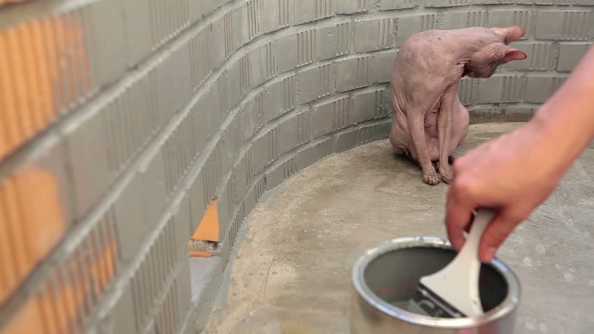 Grey sphynx cat sitting in balcony during wall painting with grey color