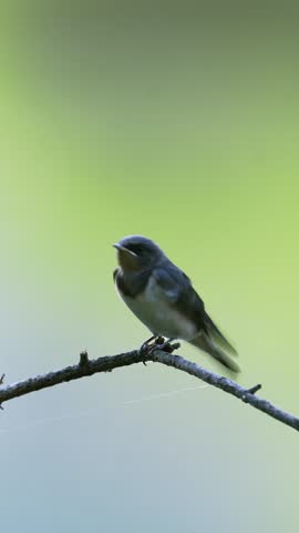 Close up of a cute juvenile swallow bird perched on a dry branch in its natural habitat, featuring a soft blurred green background. Young wild songbird resting peacefully in nature.