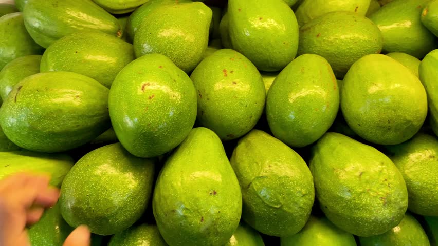 A hand selects an avocado from a pile of fresh, ripe green avocados on a table—freshly harvested avocados at a fruit supermarket