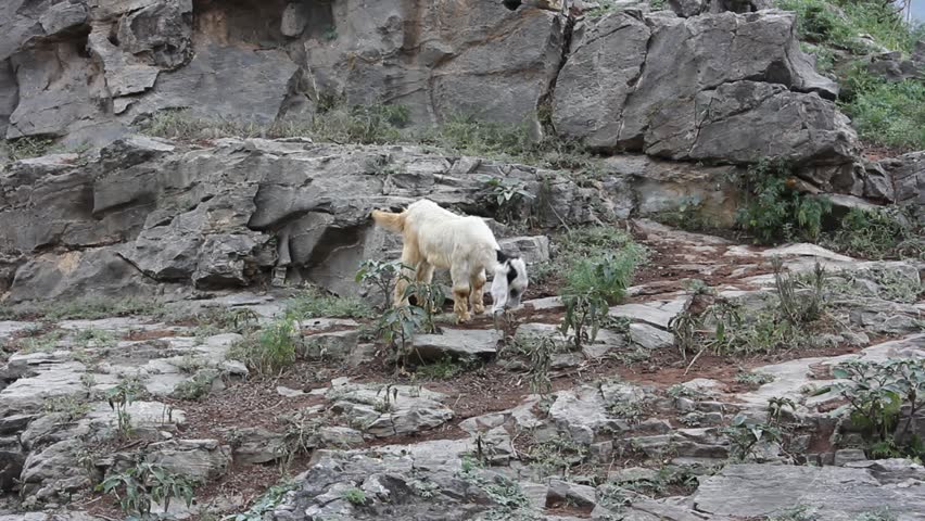 Playful mountain goat kid leaping and playing with adult goats on a steep rocky mountain slope in the alpine wilderness.
