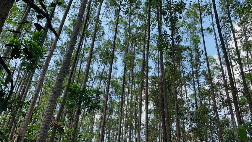 Time-lapse look up shot of clouds moving across the blue sky behind tall eucalyptus trees in an industrial forest.