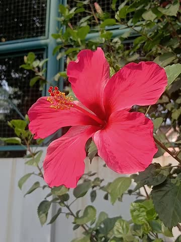This is a Hibiscus rosa-sinensis, commonly known as a Chinese hibiscus.
It is a large, evergreen shrub known for its showy, red flowers that can grow up to 6 inches across.
The flower features a prominent, long stamen tube lined with yellow anthers and red stigmas.
These plants are commonly grown in tropical and subtropical regions as ornamental hedges or container plants.