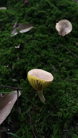 Wild mushrooms in forest landscape 