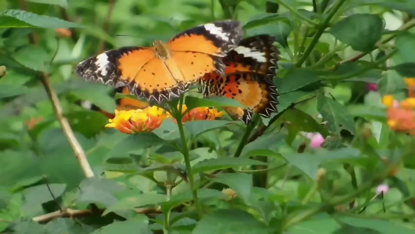 FHD horizontal fixed shot of a beautiful Red Lacewing butterfly showing signs of survival with slightly torn and damaged wing edges. The insect is opening and closing its vibrant orange and black patterned wings while resting on bright orange Lantana camara blossoms in a sunny backyard garden.