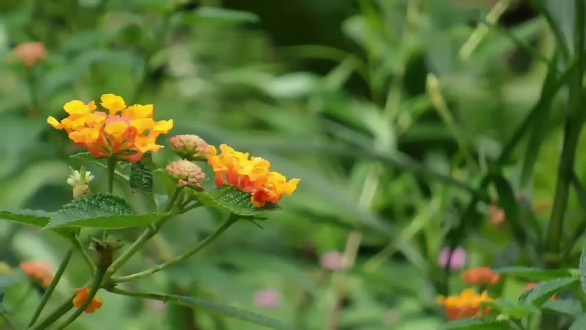 FHD horizontal fixed shot of a beautiful Red Lacewing butterfly arriving and landing on a vibrant cluster of orange Lantana camara blossoms. The insect crawls on the flowers while slowly opening and closing its highly detailed orange, black, and white patterned wings in bright natural daylight.