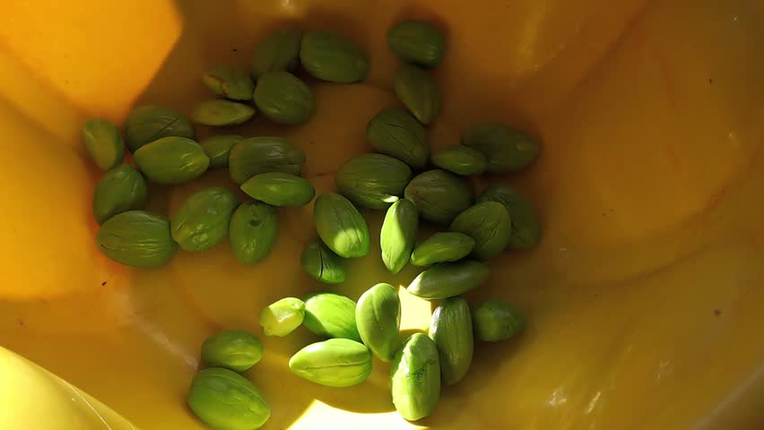 Close up of peeled green bitter beans petai in yellow bowl. Fresh petai seeds with pods beside. Traditional Asian cooking ingredient, home kitchen.