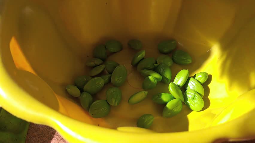 Close up of peeled green bitter beans petai in yellow bowl. Fresh petai seeds with pods beside. Traditional Asian cooking ingredient, home kitchen.