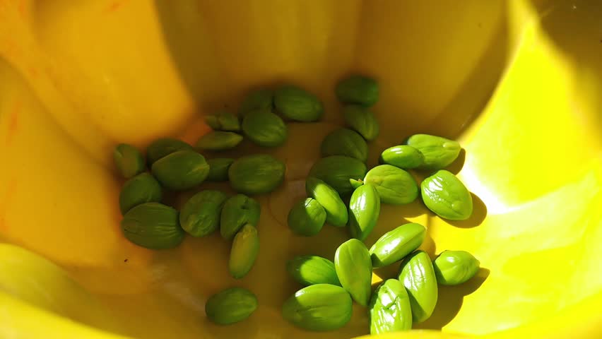 Close up of peeled green bitter beans petai in yellow bowl. Fresh petai seeds with pods beside. Traditional Asian cooking ingredient, home kitchen.