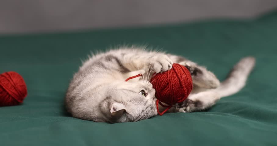 A beautiful, gray British Shorthair cat with red balls of yarn against a light background in a domestic setting.
