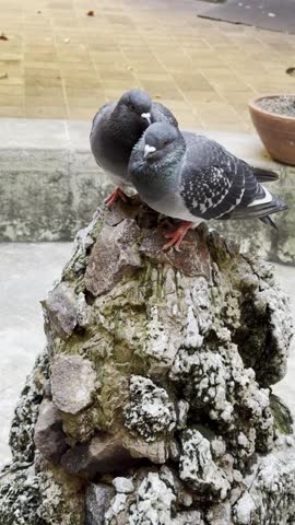 Two pigeons showing affection and tenderness toward each other in an urban setting