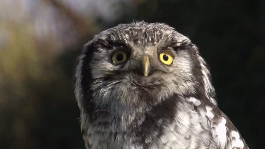 Extreme close-up portrait of a northern hawk-owl with bright yellow eyes and patterned gray feathers against a dark background