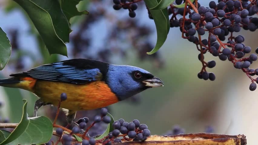 A colorful blue and yellow bird perches on a tree branch near dark purple berries surrounded by green leaves