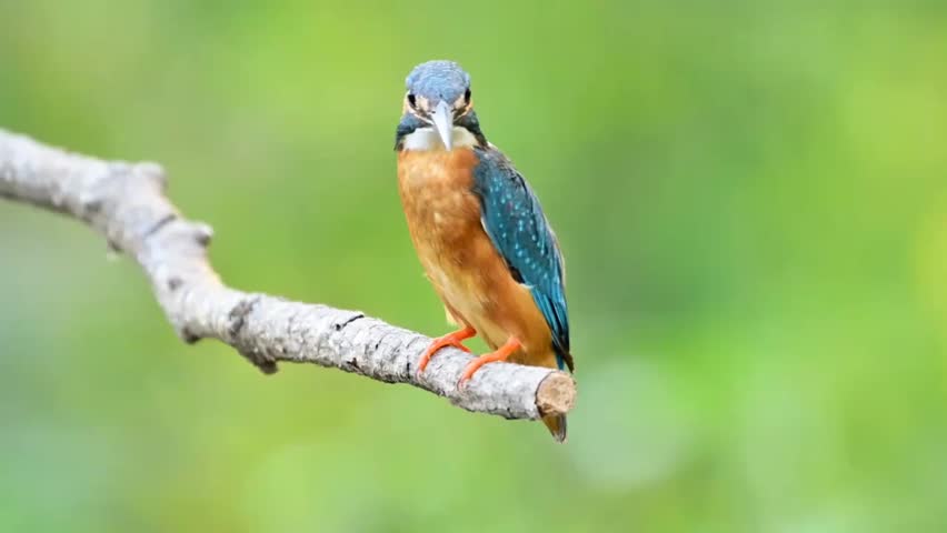 Common Kingfisher Perched on a Branch	