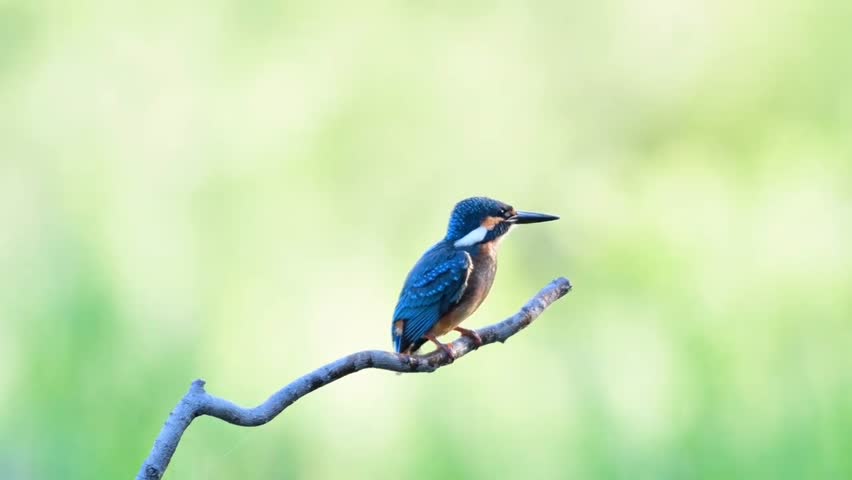 Common Kingfisher Perched on a Branch	