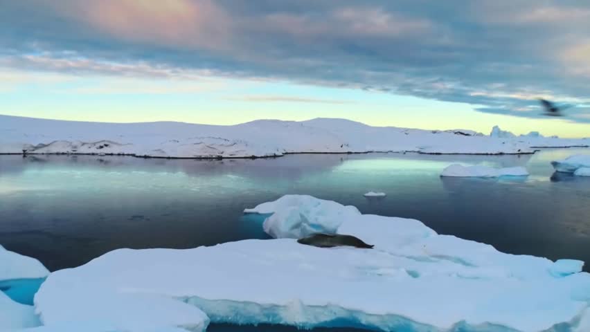 **Antarctica: Whales, Research Stations and Endless Ice**

This captivating collection showcases the diverse beauty of the Antarctic Peninsula. A serene sunrise video reveals a seal resting peacefully on drifting ice, bathed in soft pink-and-blue morning light against a backdrop of distant mountains. Nearby, whale fins break the surface of calm, glassy waters, framed by dramatic snow-capped peaks—a rare and thrilling wildlife encounter.

Aerial views capture a bright red research station nestled along an icy coastline, dwarfed by towering glaciated mountains and a maze of sea ice. Elsewhere, a vast panoramic snowfield stretches beneath a brilliant blue sky, with tiny figures dotting the horizon near distant rocky outcrops. A glowing sunset scene bathes rolling snow-covered hills in warm golden-pink light, reflecting beautifully across icy waters dotted with floating ice chunks.

Together, these images capture Antarctica