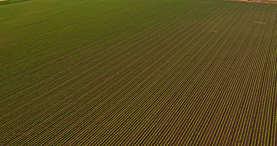 Expansive agricultural landscape showing rows of green crops from a high aerial perspective