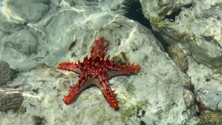 Striking top-down view of a vibrant red horned starfish resting peacefully on shallow, clear seawater over pale rocks, capturing the unique beauty and intricate details of marine life for nature and ocean stock video libraries.