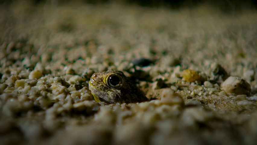 Extreme macro close up shot of a small desert lizard head poking out from coarse sand and pebble substrate