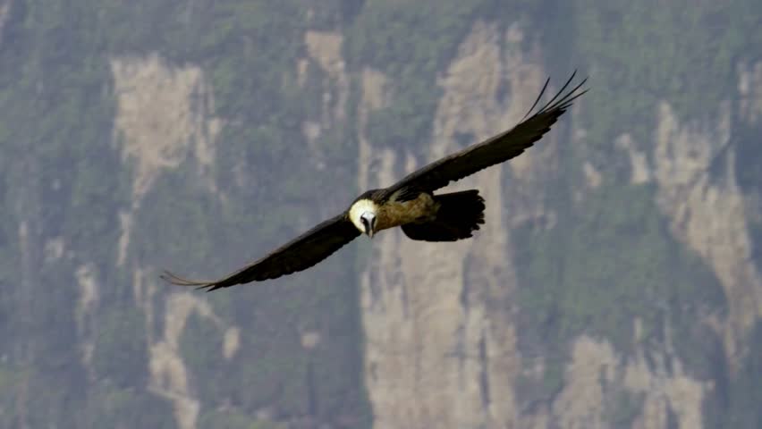 A bearded vulture soars gracefully through the air with outstretched wings against a blurred mountain peak background.
