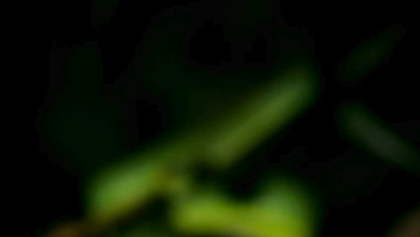 Extreme close-up of green pit viper snake head with yellow eyes looking directly forward in dark rainforest environment