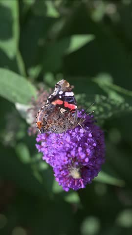 Red Admiral butterfly (Vanessa atalanta) feeding on Buddleia flowers in a garden. July, Kent, UK [Slow motion x4] Vertical
