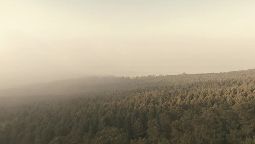 Pine Tree Forest Clouds Landscape