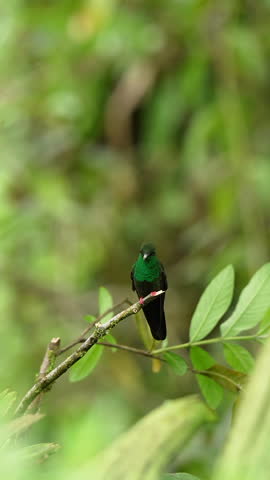 Vibrant green crowned brilliant hummingbird sitting on a small tree branch. The bird looks around in its natural jungle habitat. Vertical
