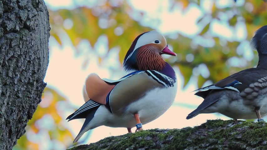 Mandarin duck perched on tree branch with blurred autumn background