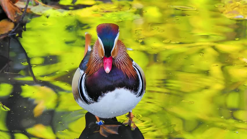 Mandarin duck with reflecting autumn forest background in water