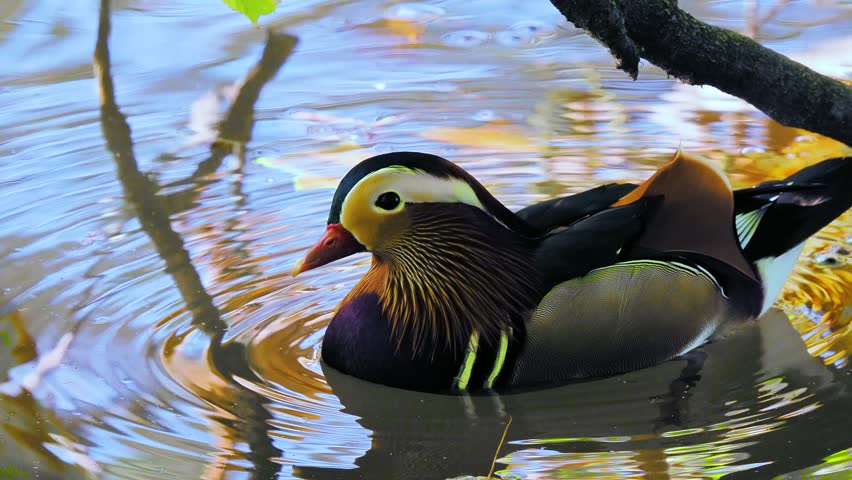 Mandarin duck with reflecting autumn forest background in water
