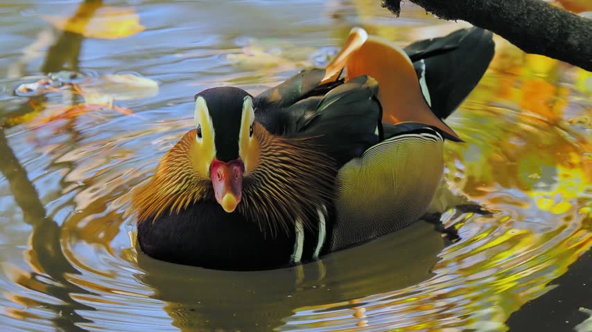 Mandarin duck with reflecting autumn forest background in water