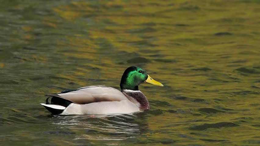 Slow motion of male mallard duck swimming and taking off