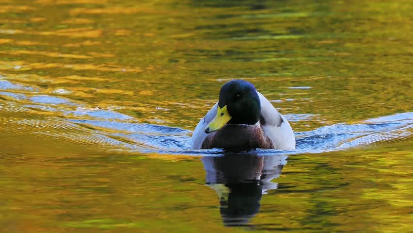 Male mallard duck swimming forward with autumn reflection water background