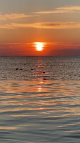 Vertical video of bright sunset over ocean with group of seagulls resting on water surface