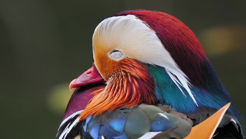 Macro profile portrait of colorful male mandarin duck bird head