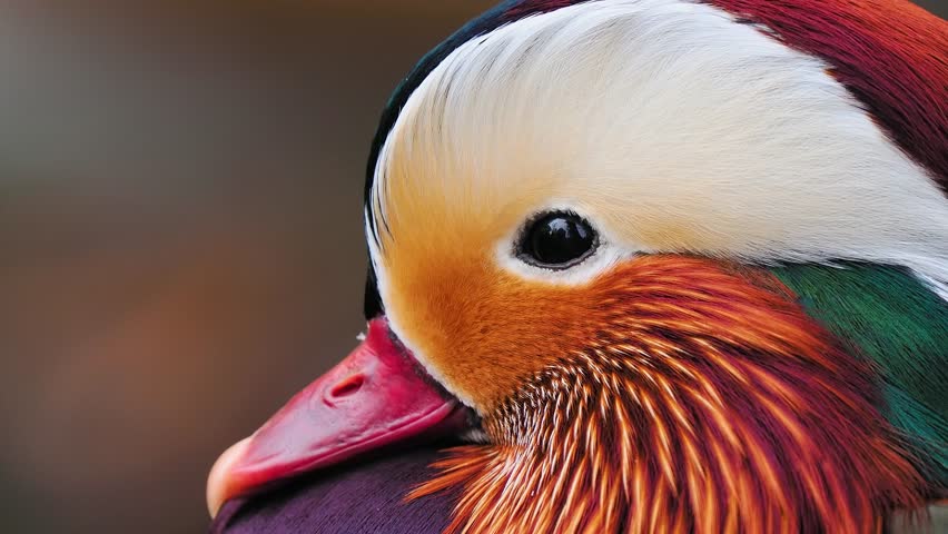 Macro profile portrait of colorful male mandarin duck bird head