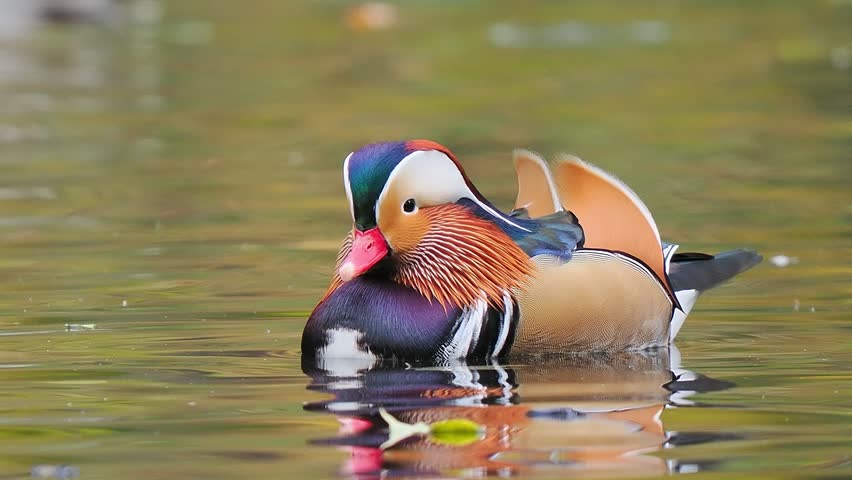 Male mandarin duck swimming in pond with colorful autumn reflection