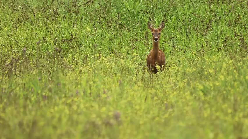 A solitary young deer pauses amidst a lush meadow, its gaze fixed forward, surrounded by abundant green foliage and scattered yellow blossoms