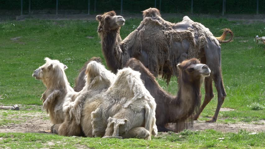 The Bactrian Camel, Camelus bactrianus