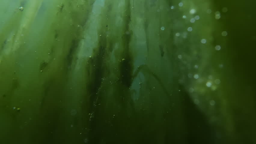 Camera movement upward along a long, vertical columns of filamentous green algae, featuring a large dark clump of decaying organic matter and trapped gas bubbles in murky swamp ecosystem filled