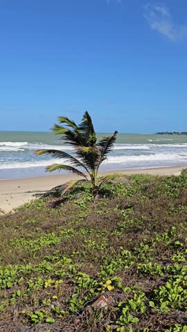A lone palm tree sways in the breeze on a sandy beach with rolling ocean waves under a clear blue sky