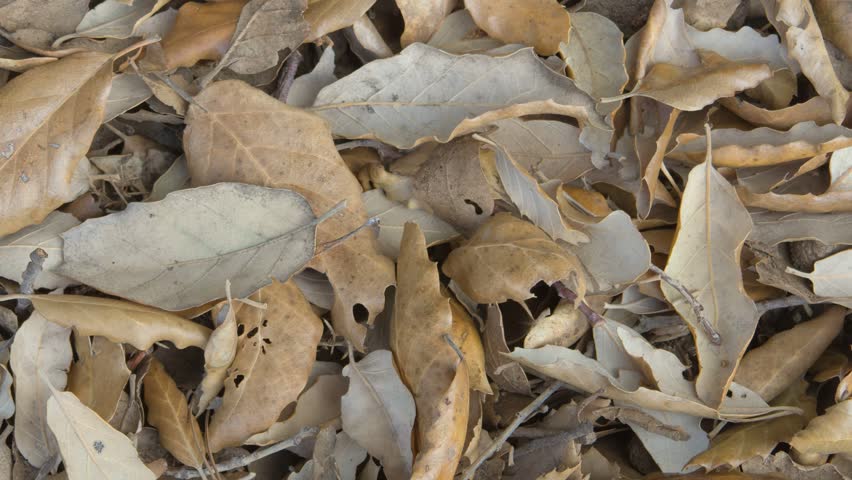 Holm oak leaves scattered on the ground during the autumn season.