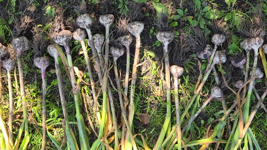 Freshly harvested garlic bulbs drying on green grass in the garden. Organic garlic crop tied in bunches after harvesting, autumn agriculture theme.