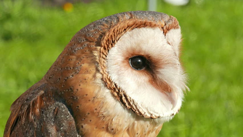 Barn owl. Tyto alba. Bird of prey