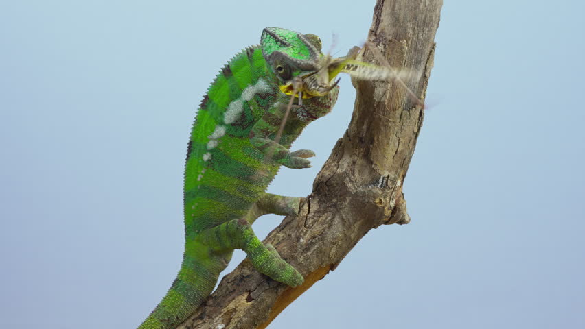 Close-up of vibrant panther chameleon eating large bush-cricket on branch, isolated on vibrant, sky-blue background. Chameleon eats big grey grasshopper, front side