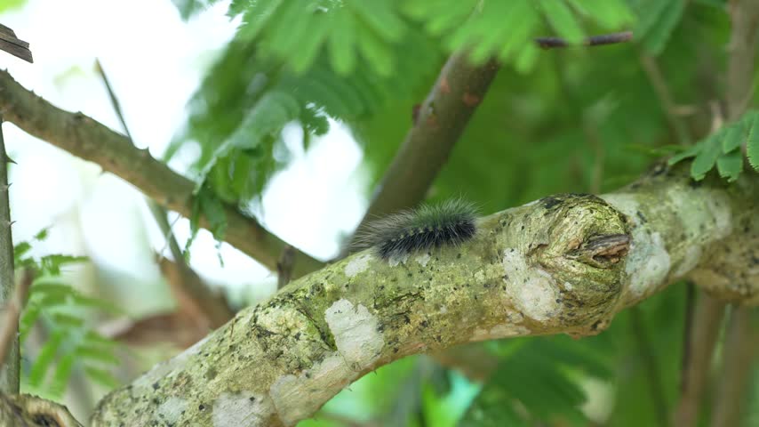 A small, fuzzy caterpillar with fine hair perched on a gnarled tree branch