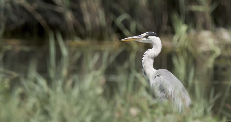 A gray heron is standing near the edge of water surrounded by tall grass. The bird is looking around while blending into the natural environment.